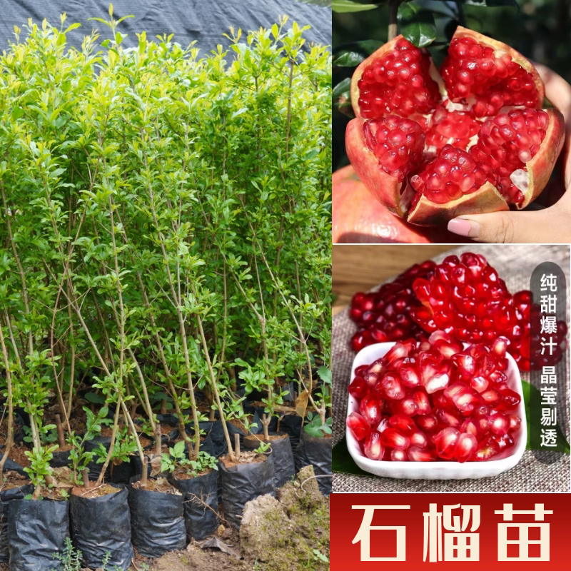 无籽石榴苗突尼斯软籽石榴树苗玛瑙石榴果树南北方种植