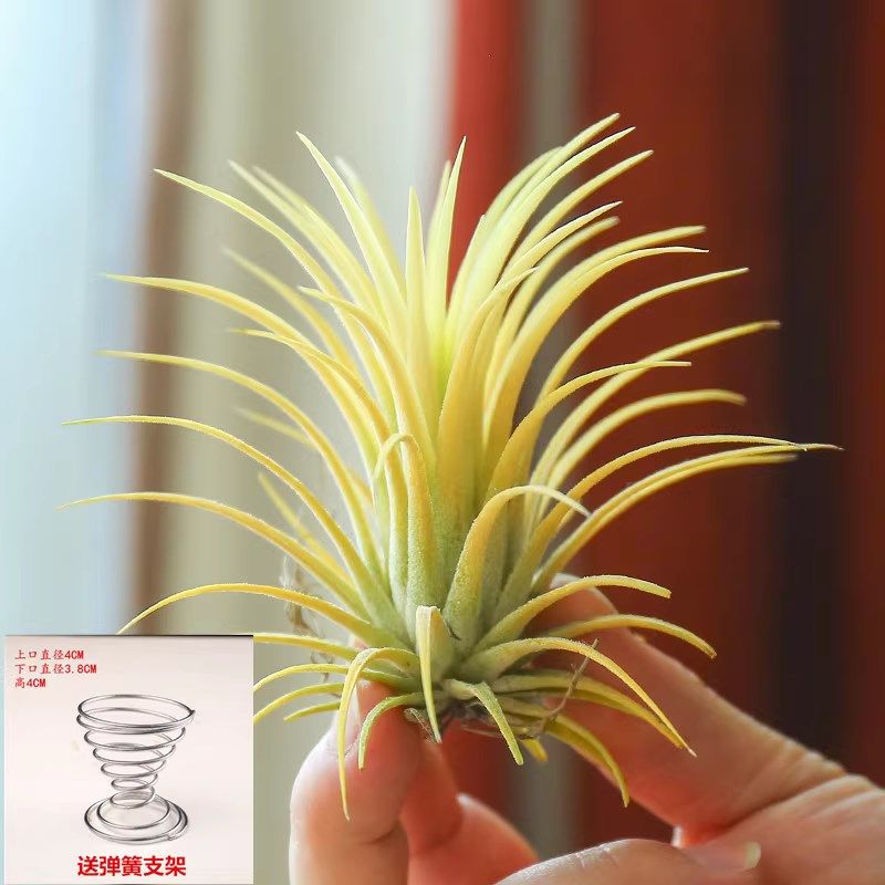 空气凤梨室内好养小盆栽香薰创意趣味桌面绿植办公室懒人植物摆件