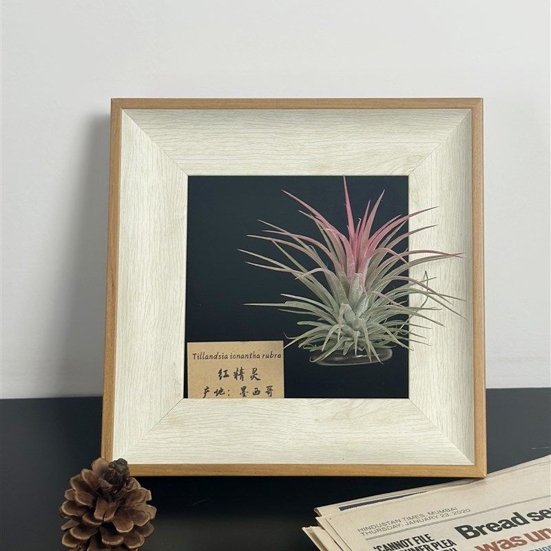 ins空气凤梨套餐懒人现代装饰画框复古桌面室内墙上白木色相框5寸