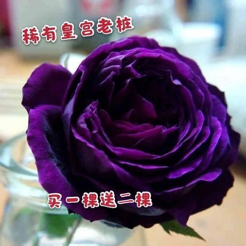 进口大花切花香水月季玫瑰苗欧月皇宫深紫色浓香嫁接老桩