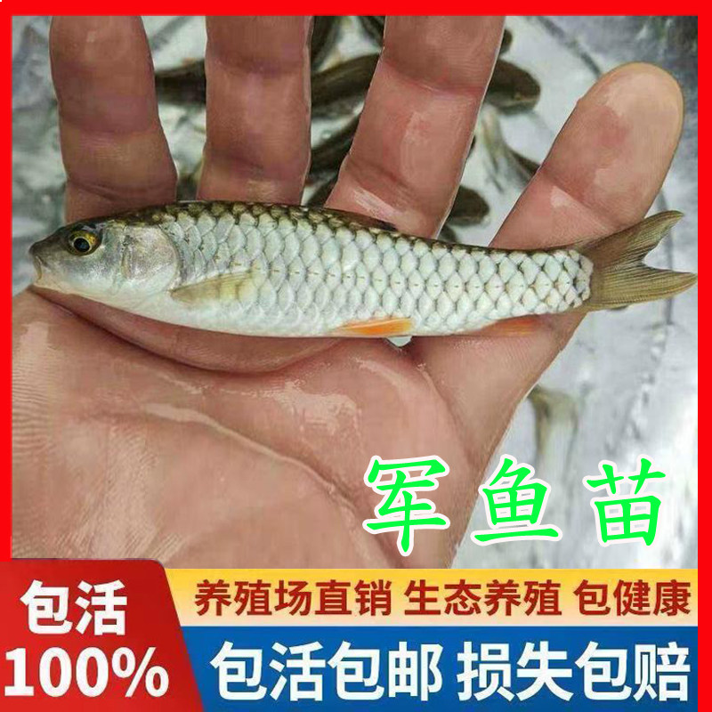 军鱼苗青竹鲩鱼黄娟鱼青波鱼河坚青苗光倒刺鲅鱼淡水鱼苗包邮
