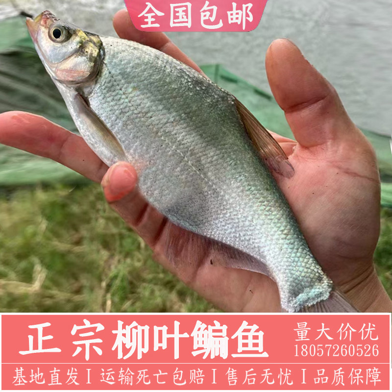 鳊鱼苗武昌鱼苗三角鲂团头鲂三角边鳊鱼柳叶鳊鱼江鳊鱼扁鱼苗批发