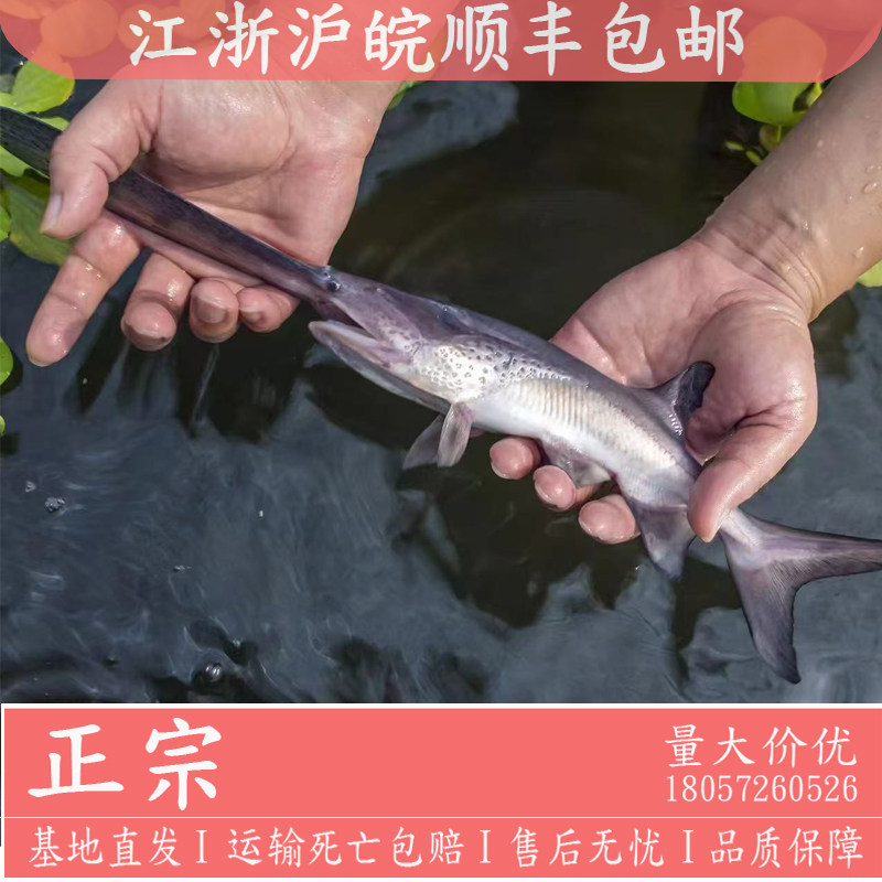 鸭嘴鱼苗幼苗鲟鱼鱼苗水花鲟龙鱼苗食用淡水养殖观赏鲜活活鱼小鱼