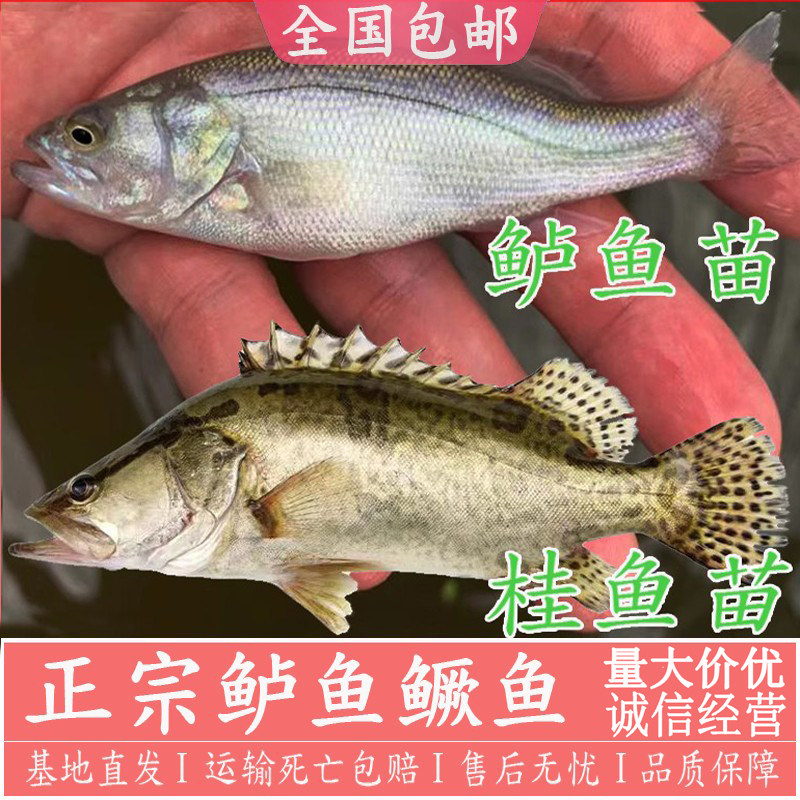 桂花鱼苗鳜鱼苗桂鱼苗淡水观赏鱼斑鳜加州鲈鱼苗路亚鲈鱼苗大规格