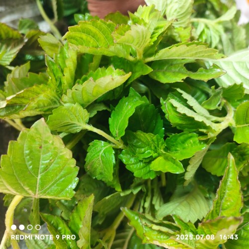 江西于都县新鲜凉粉草烧仙草绿凉粉凉粉草配料湿凉粉仙人草包邮