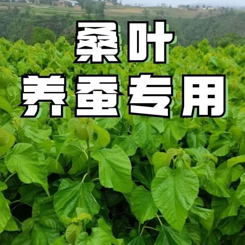 养蚕宝宝吃的专用桑叶喂蚕饲料鲜500克鲜嫩现摘蚕食桑树叶新蚕桑0