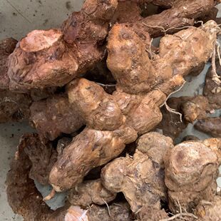 新鲜深山红肉土茯苓整个生地湿货云南省农产品 煲汤料现挖