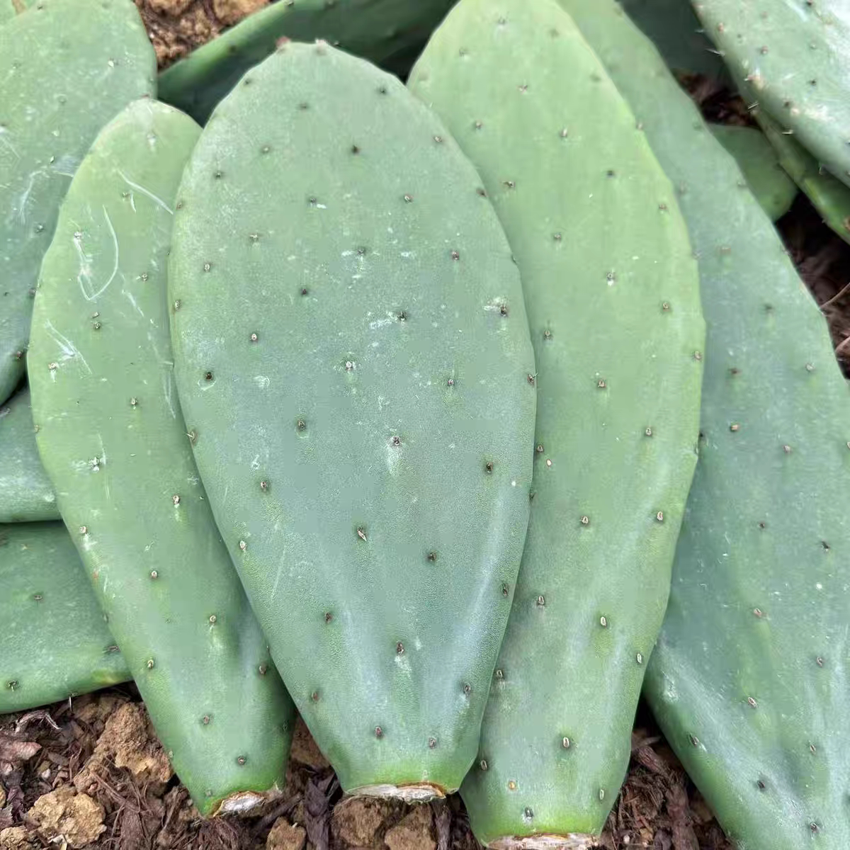 云南原生态仙人掌盆栽食用可吃可种植药用美容外敷绿色植物消肿