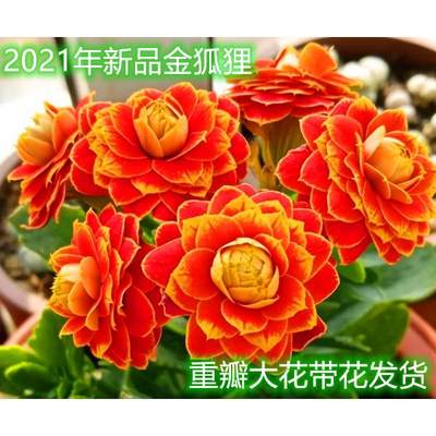 长寿花盆栽金狐狸黄布朗康尼吉他重瓣大花复色2021年新花期长观花