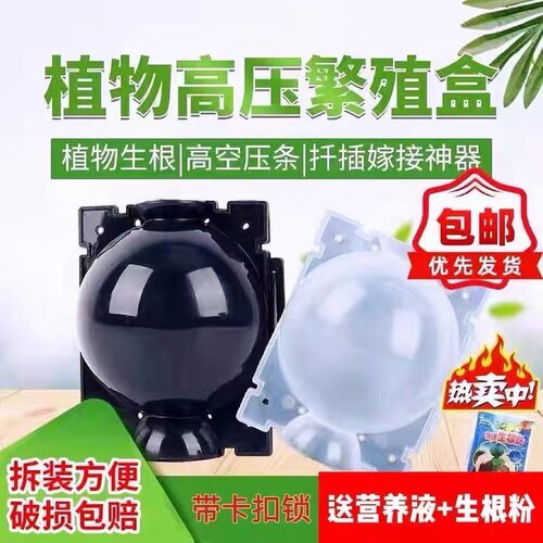 花卉木本植物果树工厂直销