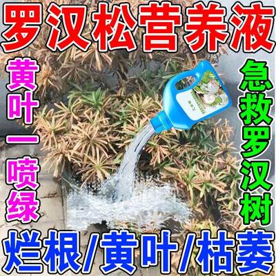 一喷绿】罗汉松叶面肥方黄叶枯叶营养液防黑腐烂根罗汉松生根水肥