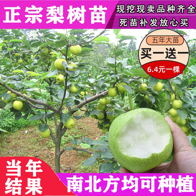 属鸡旺财多肉玉露盆栽盆仙人绿植 价格 包邮 多少钱 优惠信息 第6页 就是多购物网