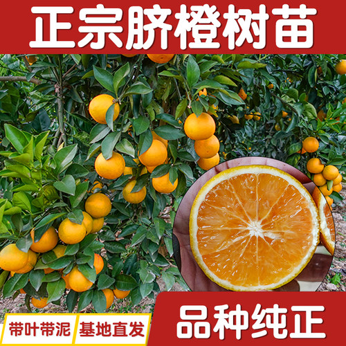 种植赣南脐橙庭院盆栽橘子嫁接苗