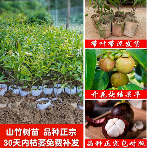 山竹树苗岭南北方种植带叶带泥
