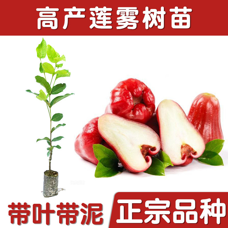 黑金刚莲雾树苗木水果盆栽庭院南北方种植嫁接地栽常青大叶红连雾
