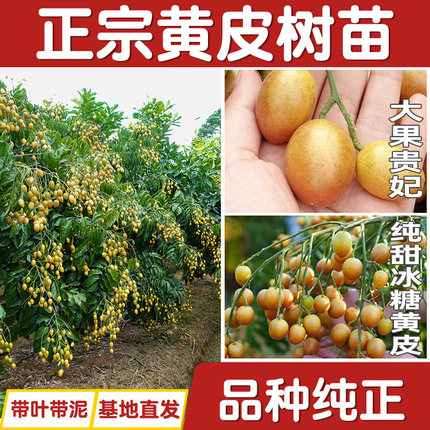 黄皮果苗大鸡心无核嫁接甜水果树苗阳台盆栽南方种植广西庭院地栽