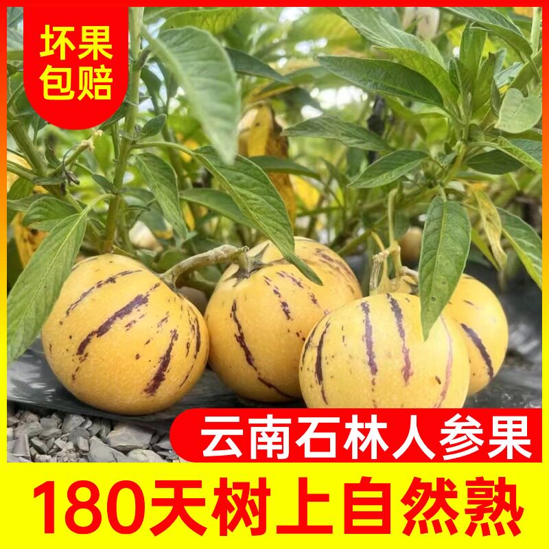 人参果自然熟清甜多汁人生果