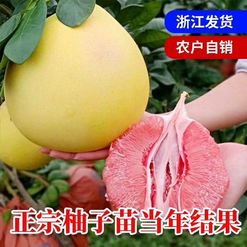 柚子树苗嫁接红心蜜柚