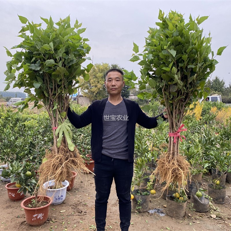 耐寒果桑树苗嫁接长果桑树苗桑葚树南方北方庭院桑椹大苗四季盆栽