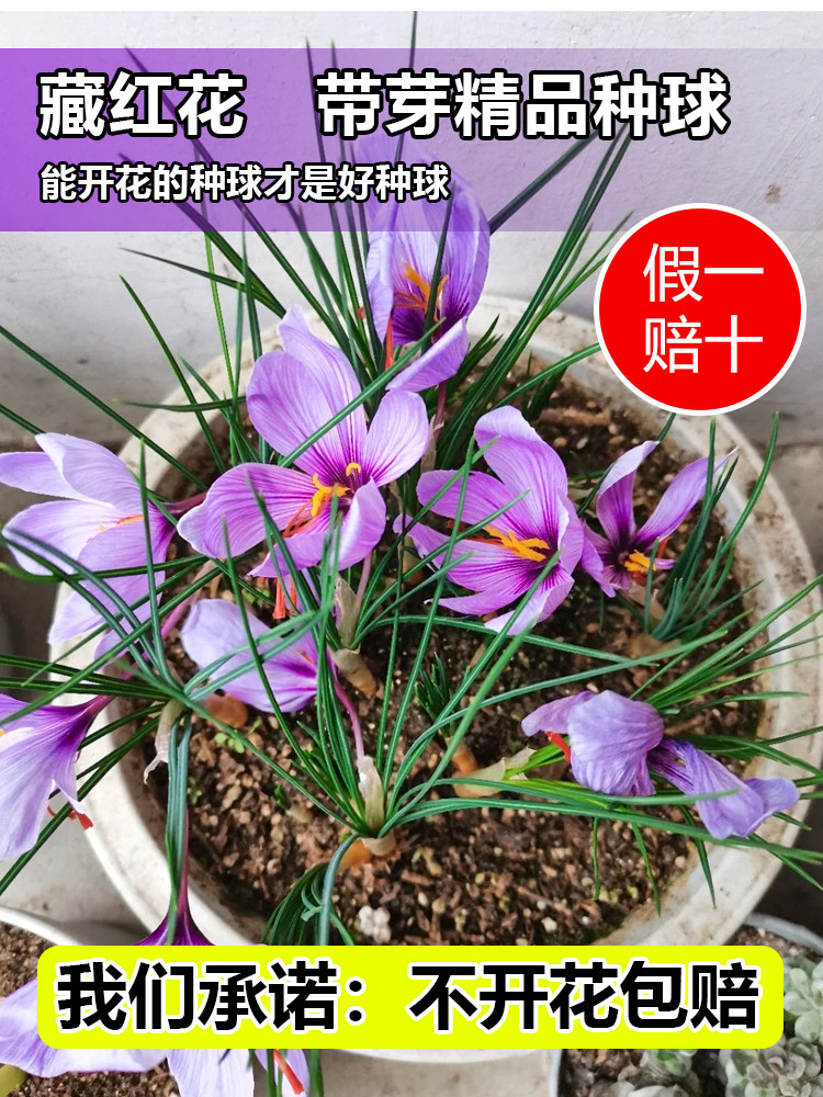 正宗藏红花种球种球苗球花番红花药用花籽藏红花种子花卉盆栽