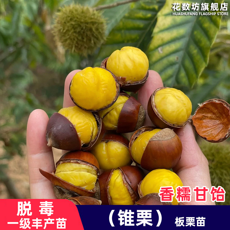 嫁接锥栗板栗树苗奶香糯甜板栗苗北南方种植当年结果果树果苗