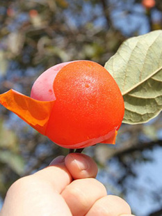 正宗陕西临潼火晶柿子树苗嫁接柿子苗水晶软柿子全国种植当年结果