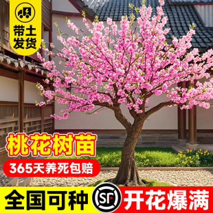 桃花树活苗观赏桃花树苗盆栽四季大型小型真树十大名贵树好养易活