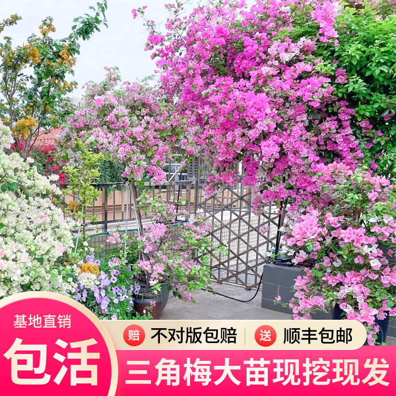 巴西三角梅爬藤植物带花卉盆栽安格斯重瓣老桩室内外庭院四季开花