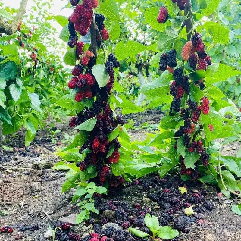 正宗桑葚树苗嫁接桑树苗大叶盆栽地栽果桑苗南北方四季种植桑树苗
