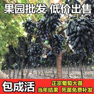 蓝宝石葡萄苗果树北方南方种植庭院爬藤地栽盆栽葡萄树苖当年结果