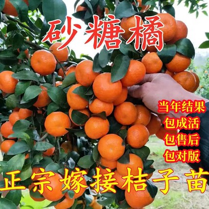 砂糖黄岩无核蜜桔苗嫁接早熟桔子树苗黄岩蜜桔果树苗当年结果树苗