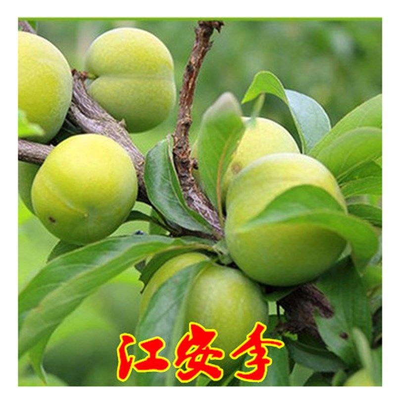 晚熟青脆李子树苗江安汶