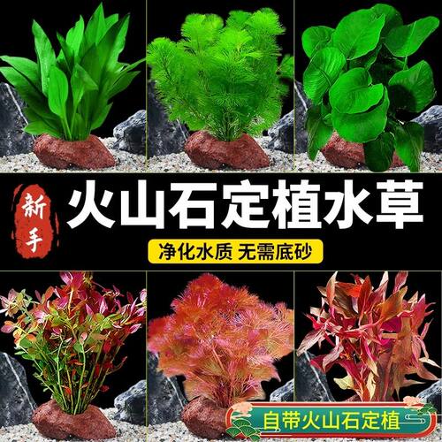 火山石真水草植物阴性造景懒人养鱼套餐组合装饰品净化水质增氧