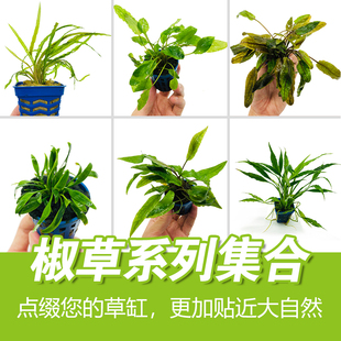 鱼缸造景水草绿温蒂椒草 迷你青椒 咖啡椒小红椒活体真水草植物