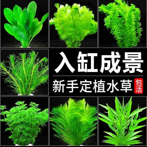 鱼缸懒人水草植物淡水有茎草缸造景水族箱中后景水草套餐包邮