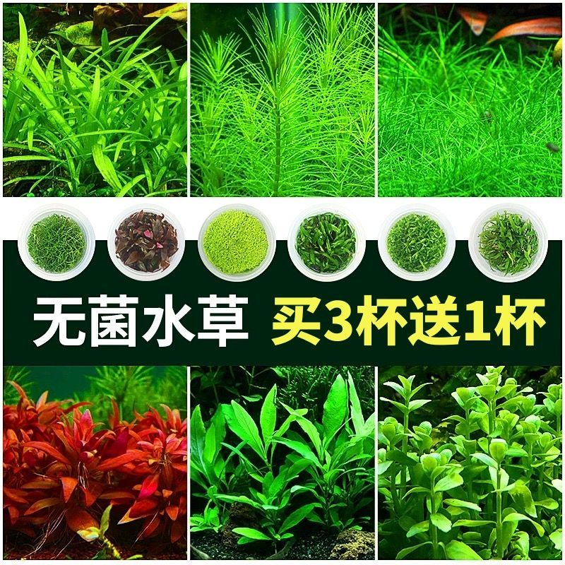 无菌杯水草合集造景鱼缸日本矮珍珠趴地牛毛活体植物前景水草套餐