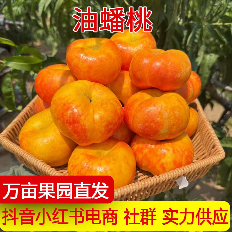 产地直发陕西黄金油蟠桃新鲜水果当季桃子脆甜彩虹油蟠桃黄肉桃子