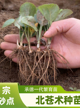 苍术苗中药材苍术种子