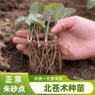 苍术苗中药材苍术种子中草药种苗朱砂点北苍术种子种植苗中药材苗