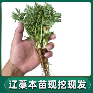 辽藁本苗野菜东北香藁本种植苗中草药苗药材种苗可食用药材盆栽苗