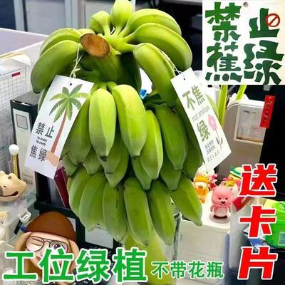 一整株禁止焦虑办公室水培香蕉自然数可食用新鲜广西小米苹果蕉