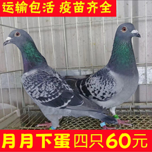鸽子活一对公母肉鸽子种鸽观赏鸽白鸽子家养肉鸽银王鸽雨点宠物鸽