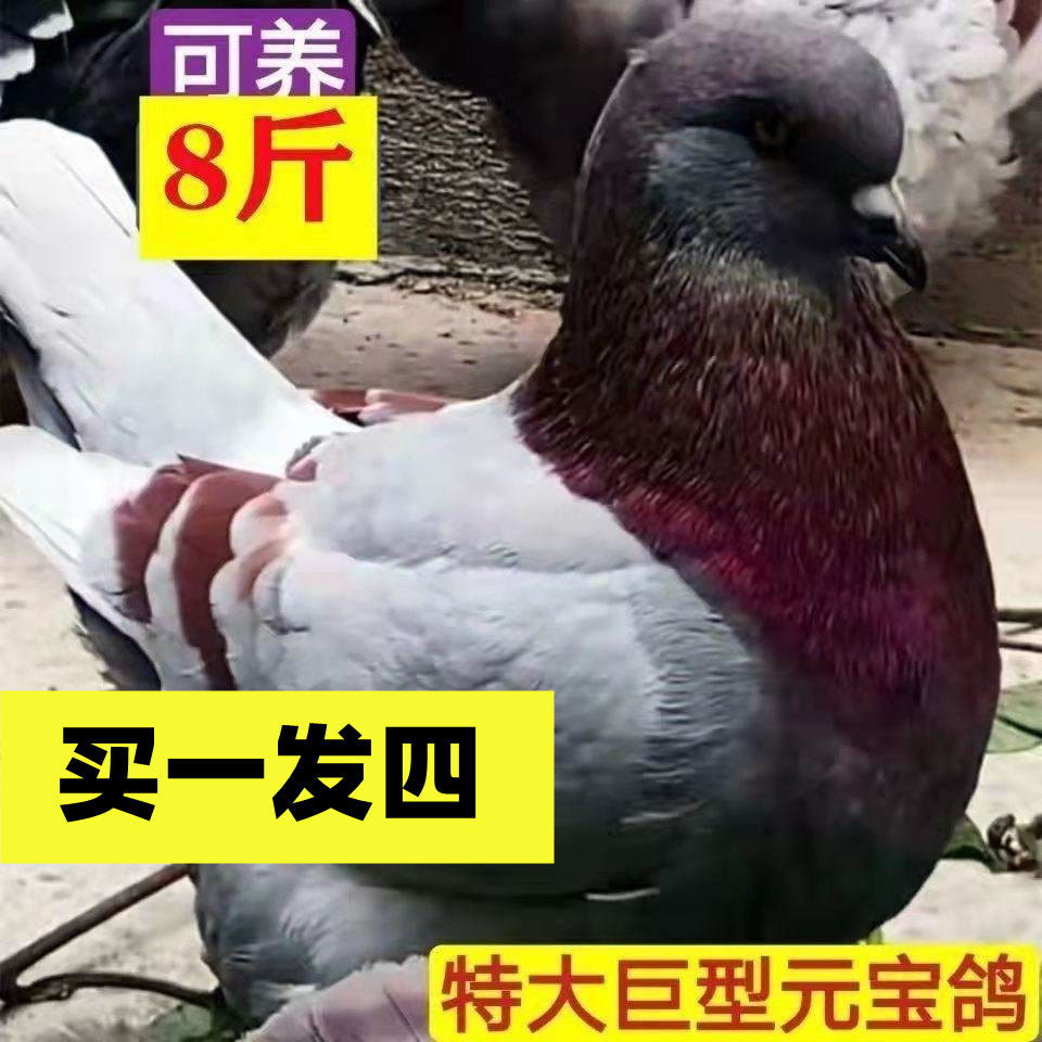 可张八斤元宝鸽，包活到家