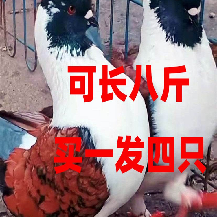 大体元宝鸽子观赏鸽一对种鸽不飞鸟