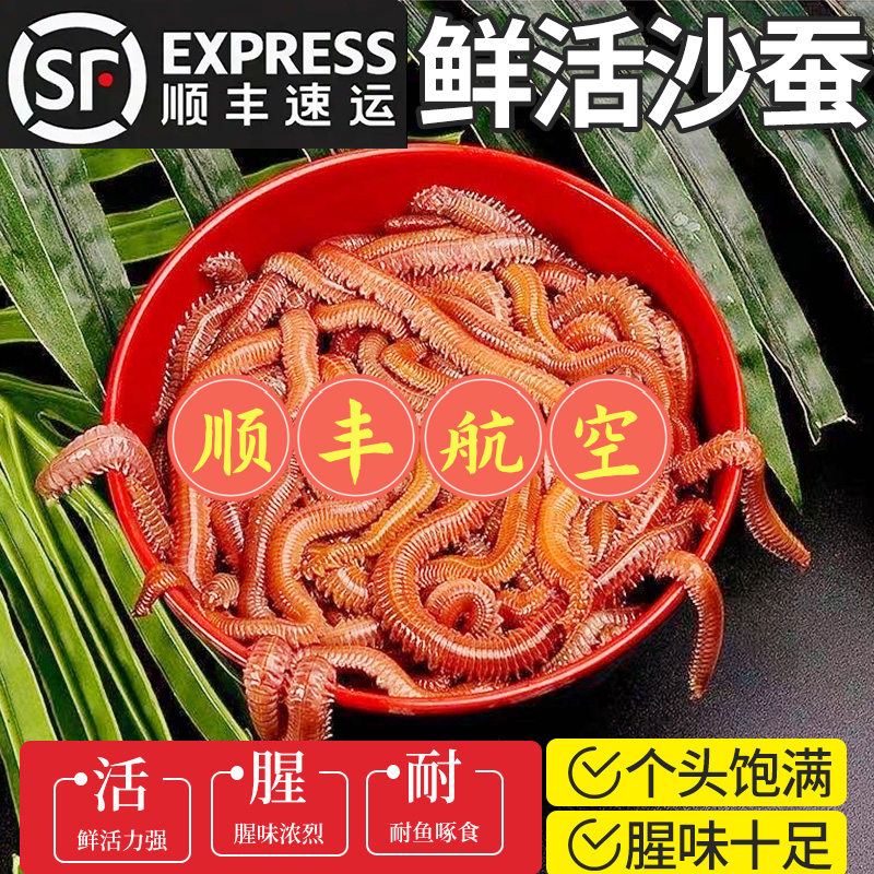 鲜活活沙蚕活饵红虫青虫海蜈蚣蚯蚓海钓鱼饵包矶钓饵料沙蝉沙虫