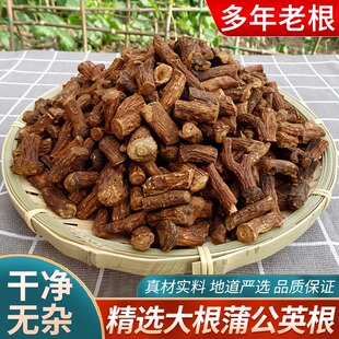 蒲公英根茶中药材婆婆丁茶精选老根切段纯根非叶炒制泡茶喝当季新