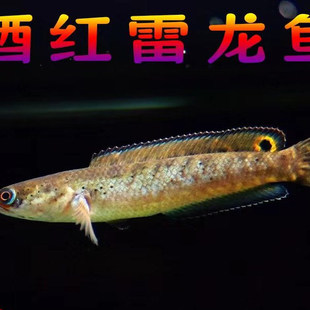 活体阿萨姆蓝帆奶茶雷龙鱼蓝宝石七彩雷龙巴卡幼苗子中小型观赏鱼