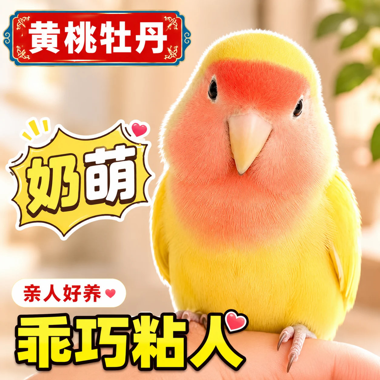 牡丹鹦鹉手养亲人桃脸桃面黄桃绿桃蓝鹦鹉雏鸟活鸟宠物家养好养