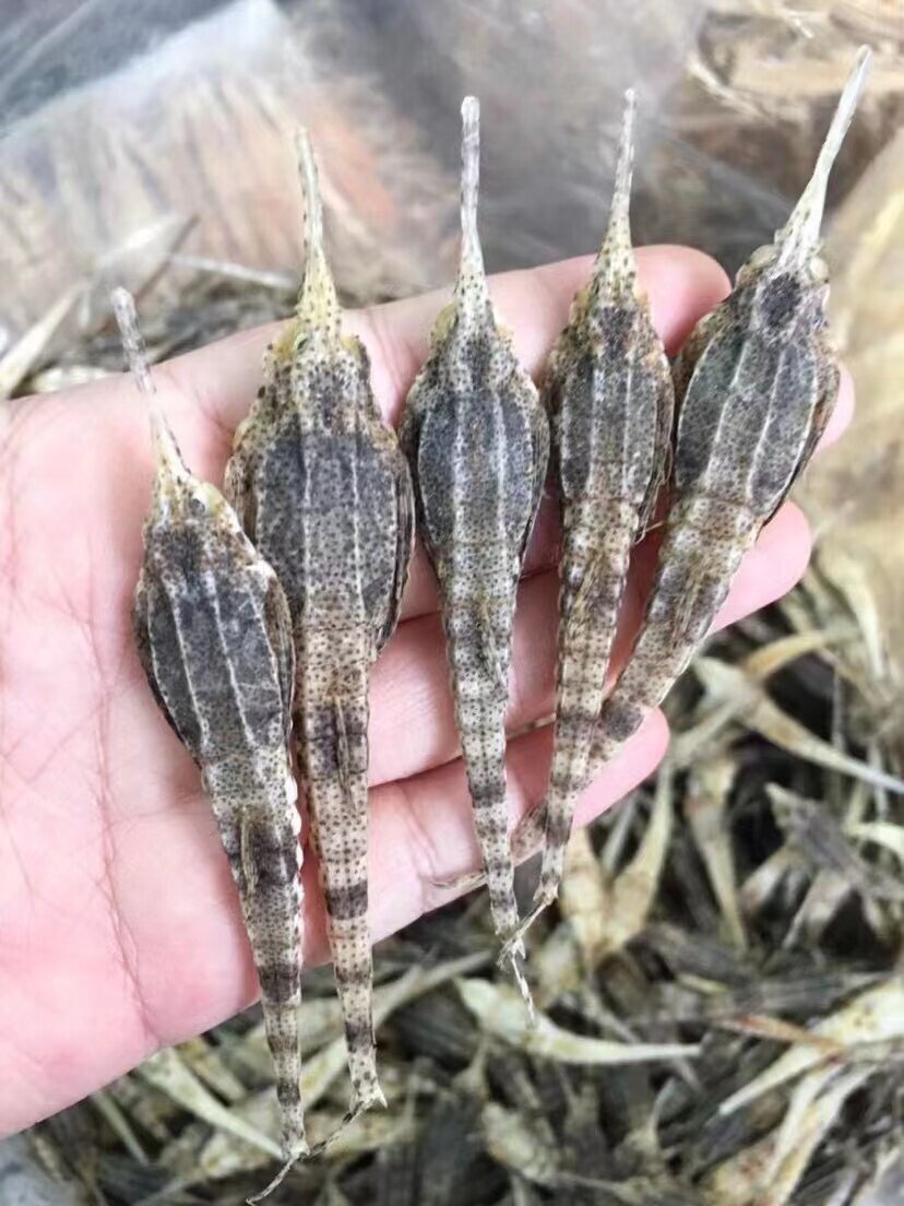 海麻雀干货煲汤海燕子泡酒养生配搭海星无花果海底椰南北杏效果好