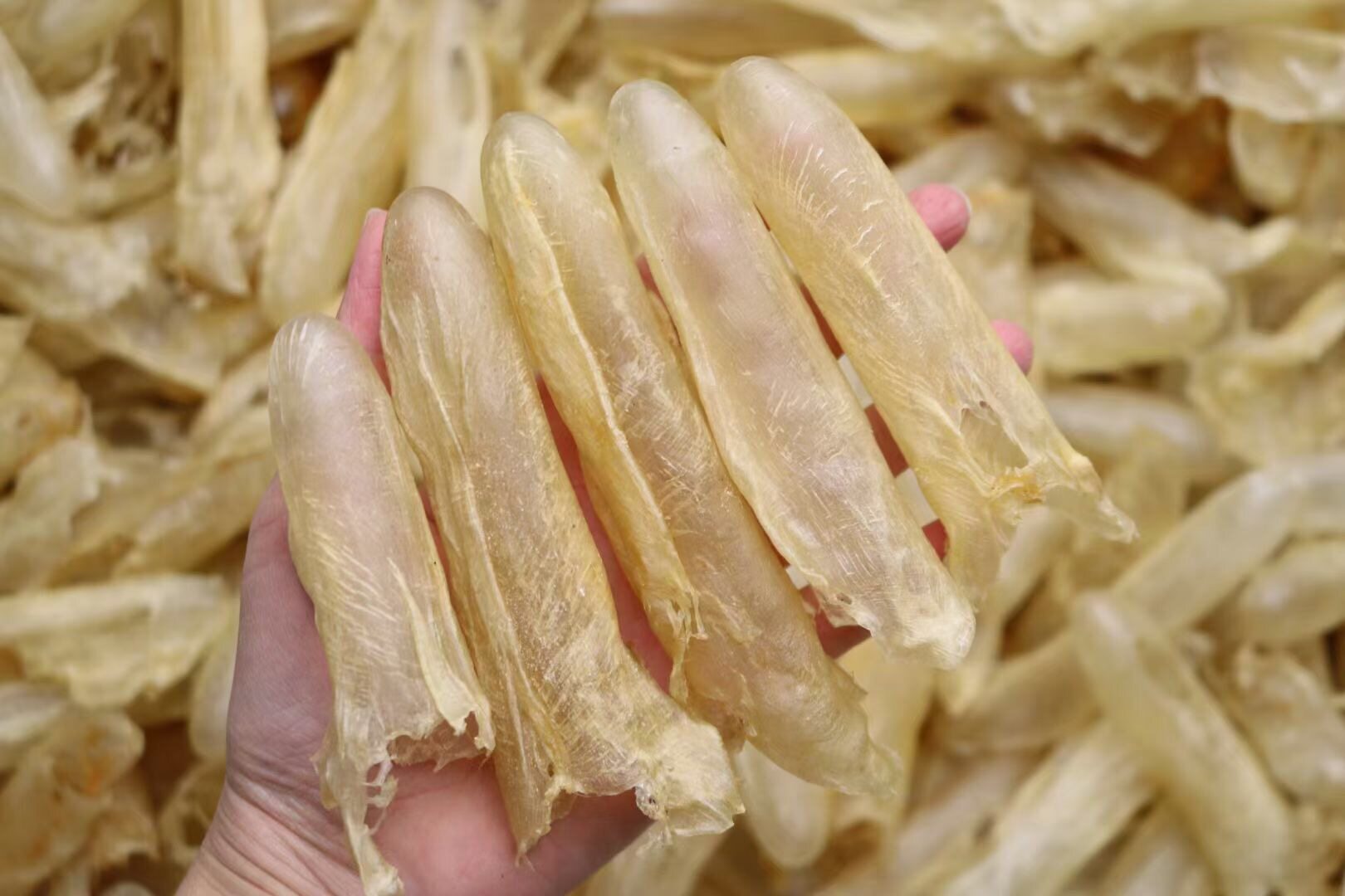 咸水黄花筒110头泡发厚肉口感好胶质丰富长期保养骨胶原鱼胶花胶g